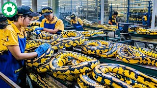 🐍 Workers Process 9.5 Million Snakes in a Modern Processing Factory - Snake Processing Factory