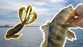 Back Bay Double Down (San Diego Bay Fishing)