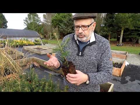 Video: Conifers Raws li Houseplants - Cov Lus Qhia Txog Kev Loj Hlob Sab Hauv Tsev Conifer