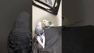 periquitos australianos mansos #birds #video #blackfacebudgie #viral #seinscreva #like #aves