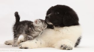 Newfoundland Dog And Kitten Are Best Friends