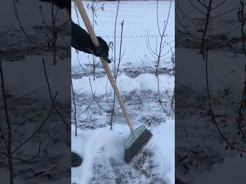 Спасаем саженцы от МОРОЗА !
