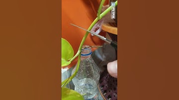 pothos propagation #shorts #ytshorts #video #reels