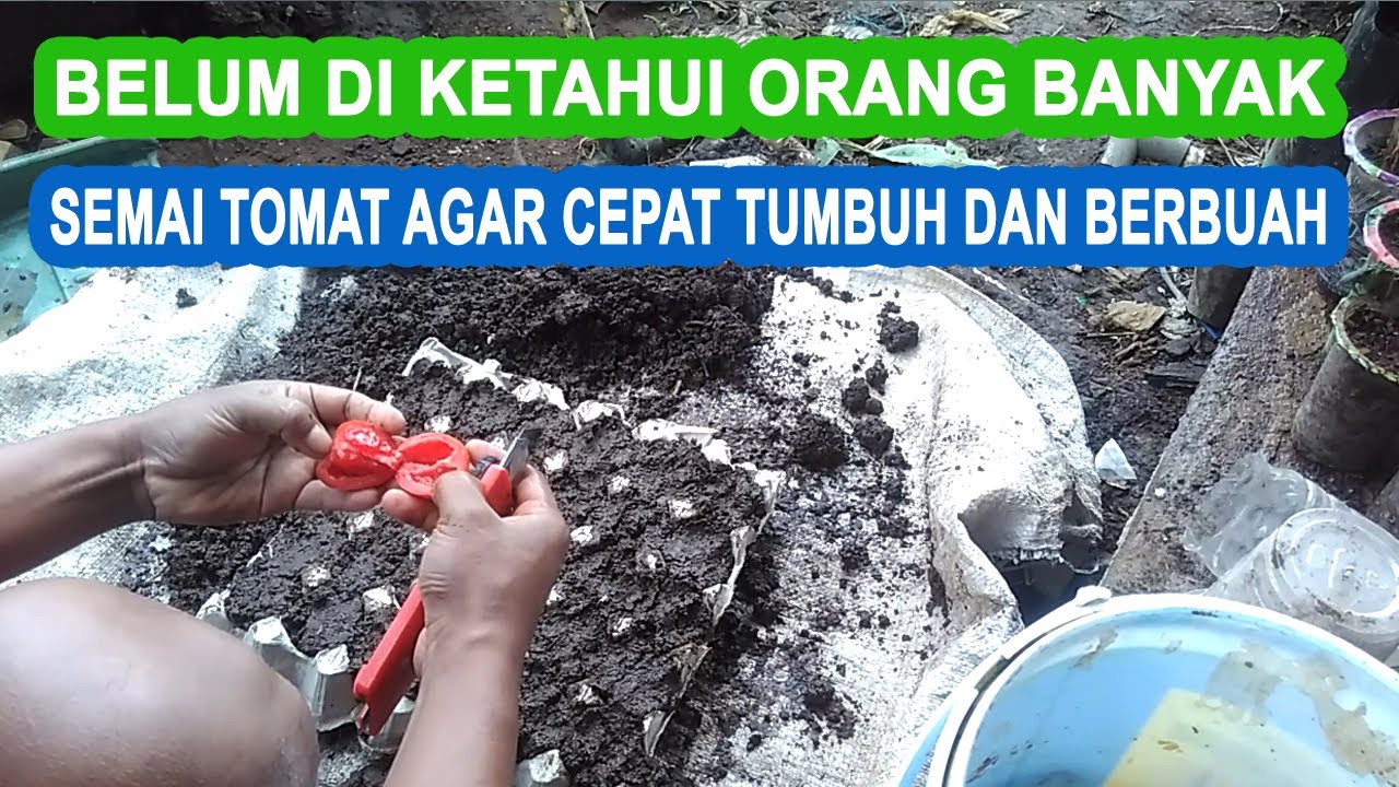 Cara terbaru semai tomat agar cepat tumbuh dan berbuah 
