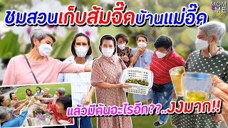 ชมสวนเก็บส้มจี๊ดบ้านแม่อี๊ด แล้วมีต้นอะไรอีก?? งงมาก!!! | mom & me story Ep.104