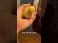 How to Pick Up a Duckling