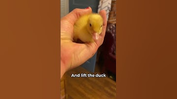 How to Pick Up a Duckling