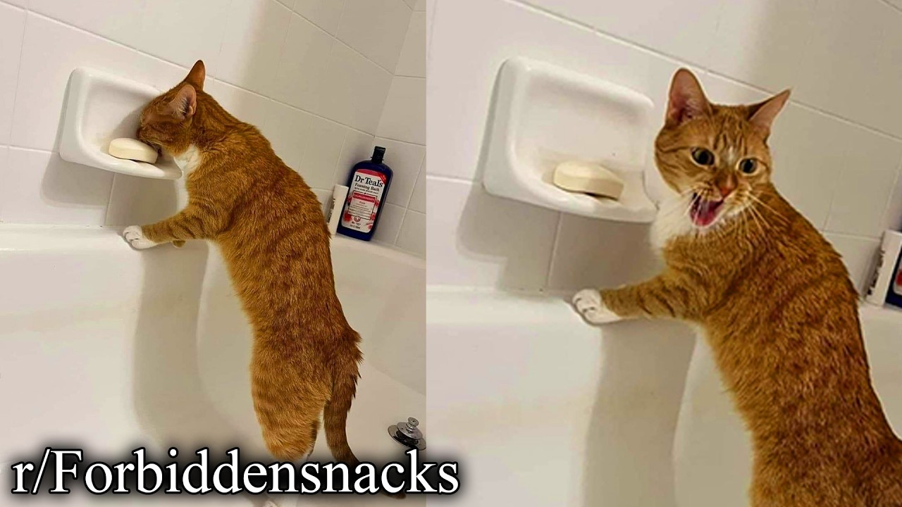 запрещенные закуски