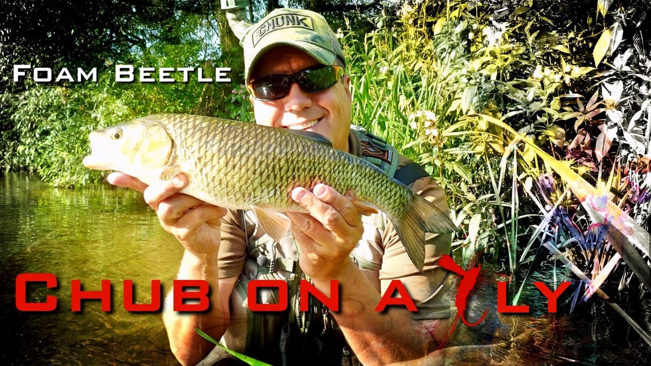 Chub on a Fly (Foam Beetle) 89