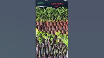 4.2025 Mít Ruột Đỏ Xơ Vàng Indo  0336.078.228 #shorts