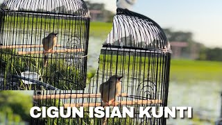 Cigun Isian Kunti ! 