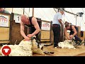BIG GUNS arrive for this SHEARING COMPETITION