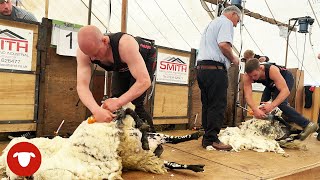 BIG GUNS arrive for this SHEARING COMPETITION