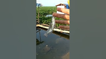 Mancing di pinggir danau jatiluhur