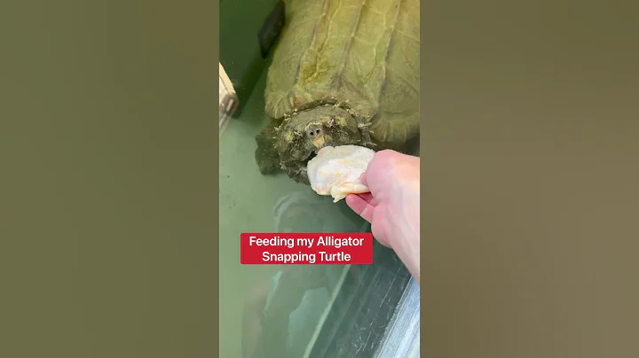 Feeding My Snapping Turtles: DONT TRY THIS AT HOME...