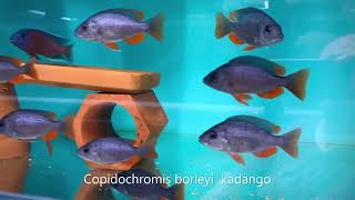 Integral Aquatics Copidochromis borleyi  kadango