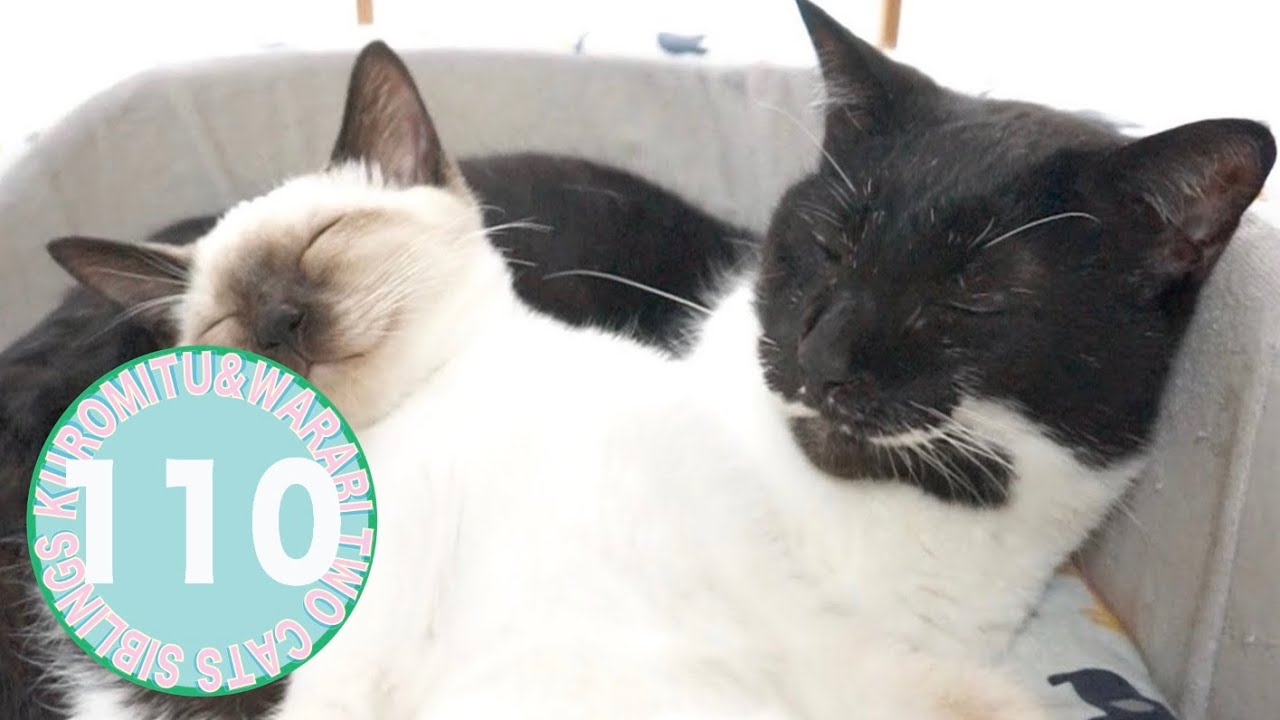 Ce Chat Et Ce Chaton Partagent Un Moment Particulierement Tendre Et Adorable