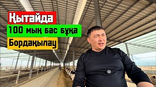 видео: ҚЫТАЙДА 100 мың бас бордақы Бұқа қалй ұстайды 🤔 ( Содержание 100 тысяч голов откорма КРС ) картинка: ҚЫТАЙДА 100 мың бас бордақы Бұқа қалй ұстайды 🤔 ( Содержание 100 тысяч голов откорма КРС )