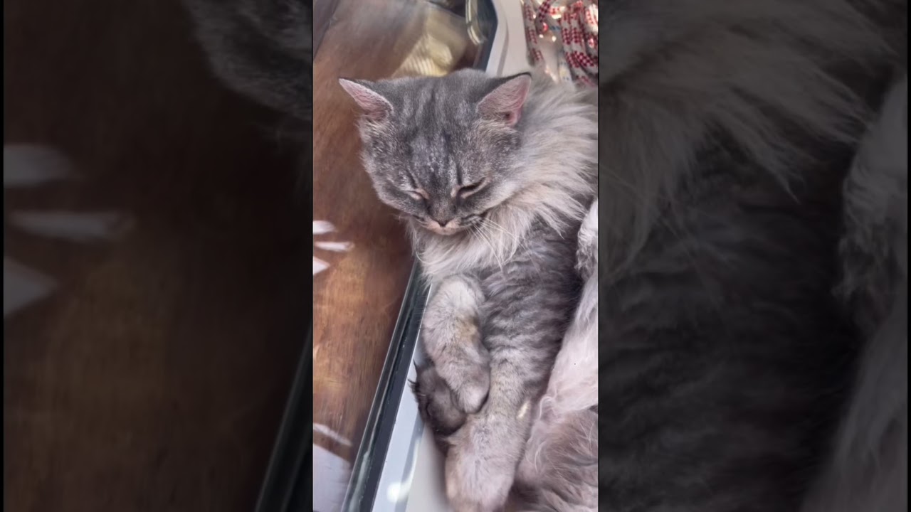 Life on a boat for a cat!!