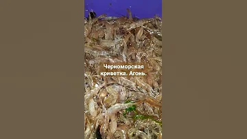100 кг рачки за ночь. Ловим черноморскую креветку. Креветки много не бывает.