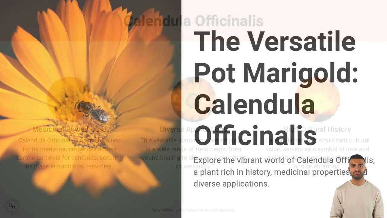 What Is Calendula Officinalis Plant? AKA Pot Marigold Flower  Bloom Ranch