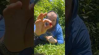 “The Harvest is plentiful, but the workers are few”￼