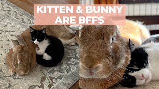 Cute Kitten And Bunny Become BFF's | The Cat Chronicles by The Cat Chronicles  502 views 2 weeks ago 3 minutes, 11 seconds