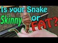 How to tell if your Snake is a Proper Weight