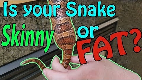 How to tell if your Snake is a Proper Weight