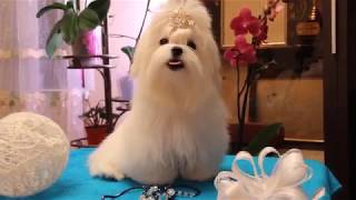 Mini maltese for sale . Mystic Paradise maltese kennel