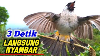 Suara Burung Kutilang Gacor Juara 1 Untuk Masteran Dan Pikat Paling Ampuh