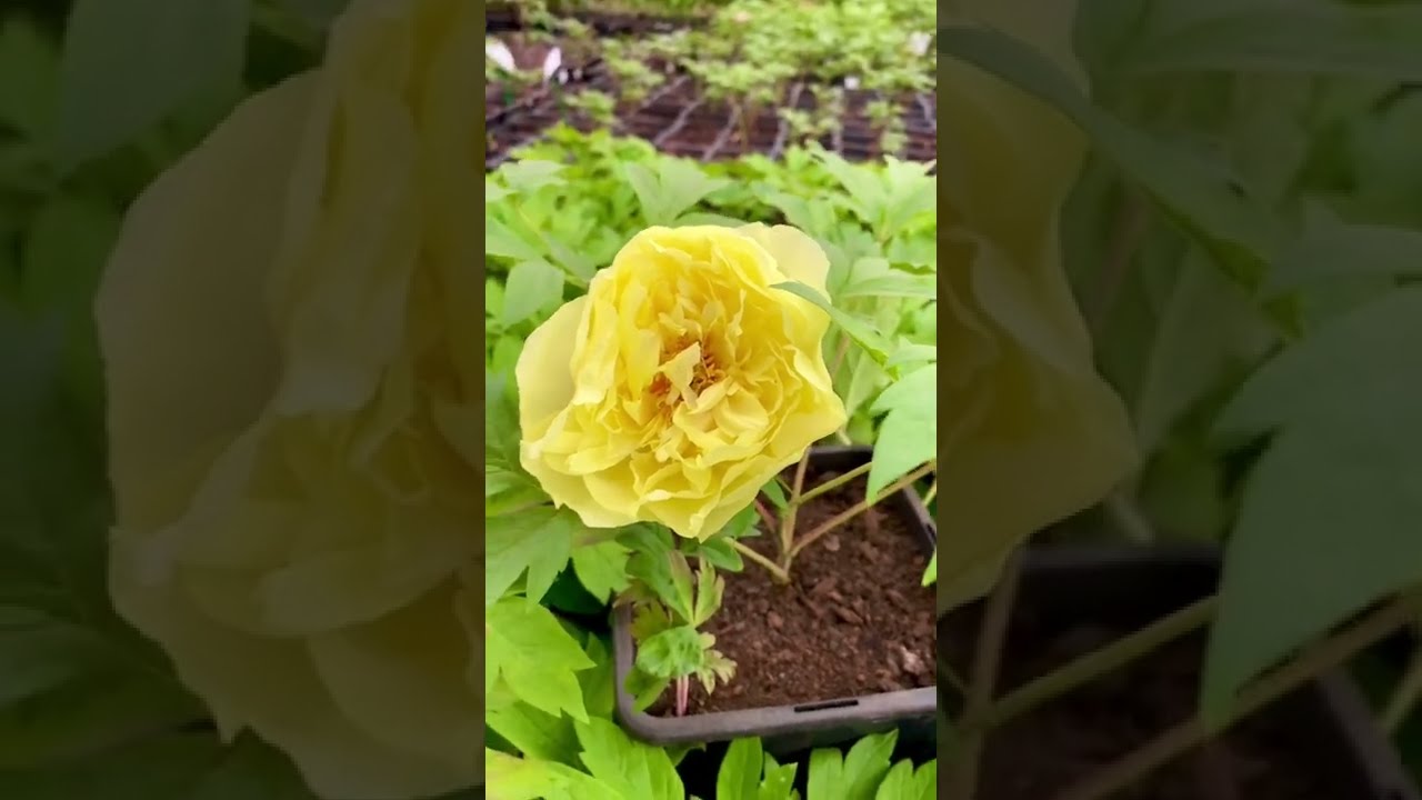 Желтые Пионы Саженцы Купить На Авито