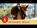 Mission Wild | A New Series From Great Big Story The following video is brought to you courtesy of the Great Big Story YouTube Channel. Click the link below to watch it now.