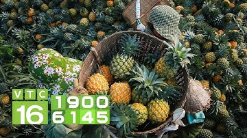 Ồ ạt trồng dứa khiến giá giảm kỷ lục | VTC16