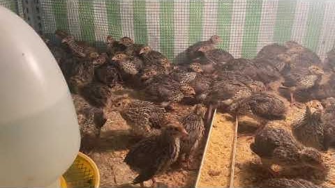 Cút giống 12 ngày tuổi | cút thả vườn