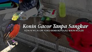 JANGAN TIRU ADEGAN INI !!! KONIN GACOR TANPA SANGKAR BIKIN NGILER