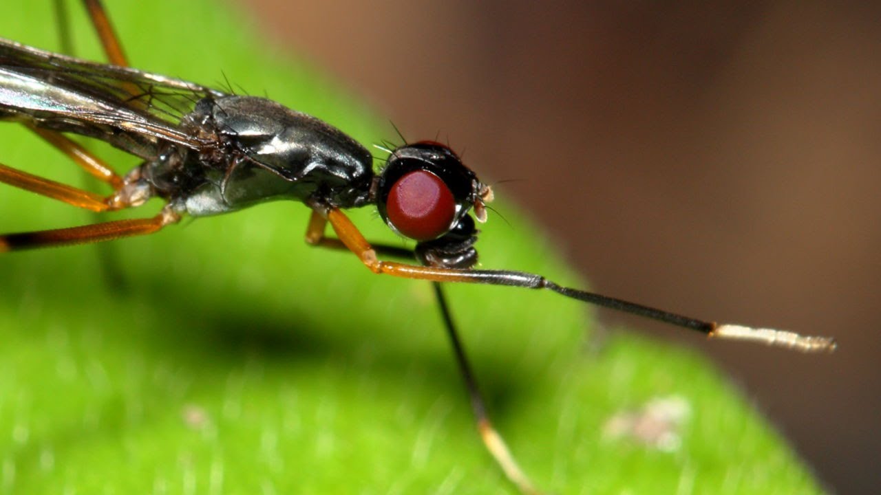 StiltLegged Fly HandWaving YouTube