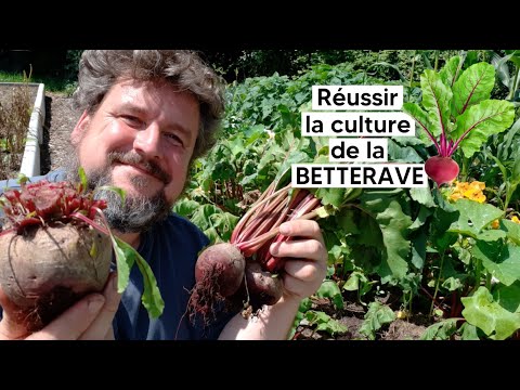 Comment réussir la culture de la BETTERAVE (de la graine à la récolte)『TUTO』