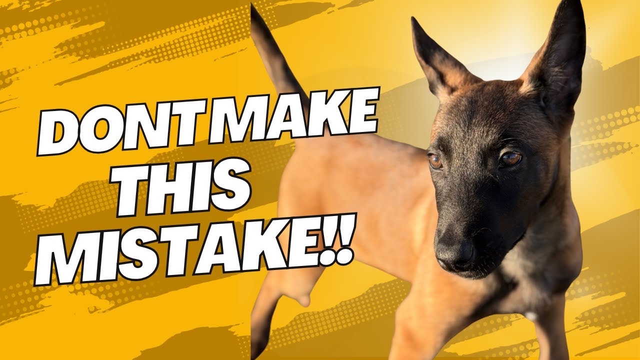 The One Mistake That Almost Ruined My Malinois Puppy
