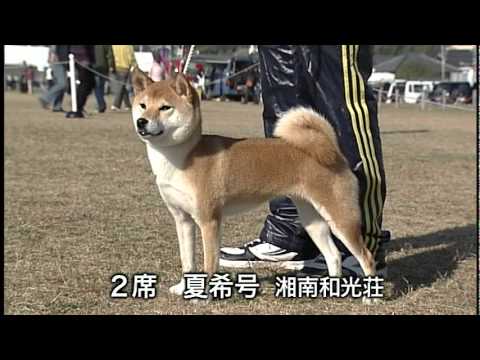 平成２２年度 １０７回 日本犬全国展覧会 柴犬の一部 Youtube