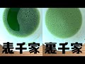 【抹茶の泡の立て方、茶筅の振り方】表千家の僕が裏千家の点て方を試してみた