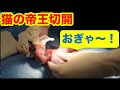 猫の帝王切開