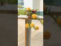Top interesting plants portulaca flowers #shorts #plants #viralvideo