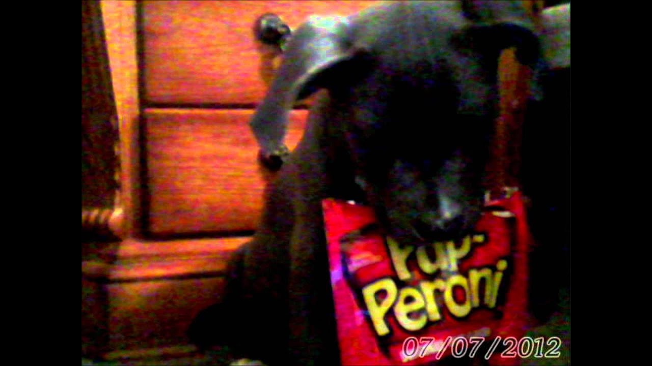 FBBN-My blue nose american pitbull! for humans4targets2