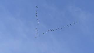 Vol de grues cendrées au-dessus de la Dordogne