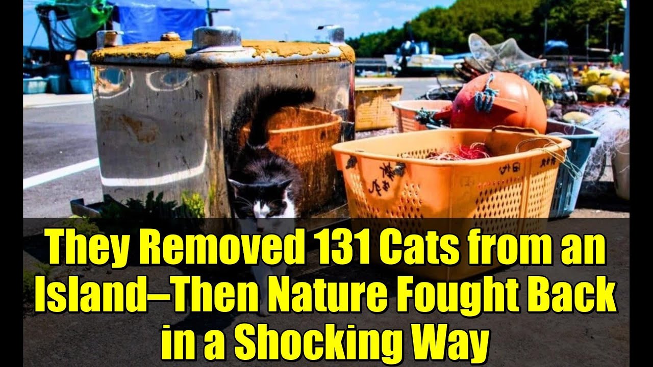 They Removed 131 Cats from an Island—Then Nature Fought Back in a Shocking Way