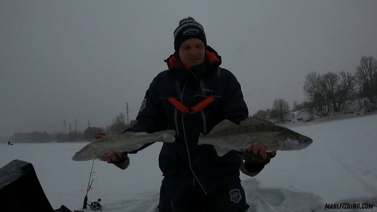 Kohapüügi avalaks Pärnu jõel - ilusad kalad suure põiklandiga