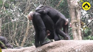 Juvenile female bonobos are playing together!【Observations of Bonobos #149】