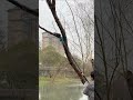 Trim the higher branvches without the ladder #powertools #woodworking #tools #chainsaw #treework