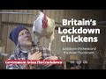 Lockdown Chickens. Avian Flu in the UK